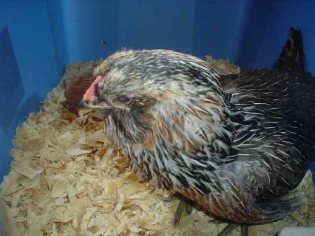 march2010018.jpg