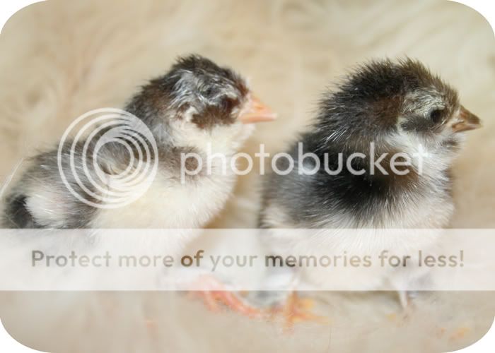 duccles.jpg