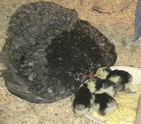 Dottieandbabies.jpg