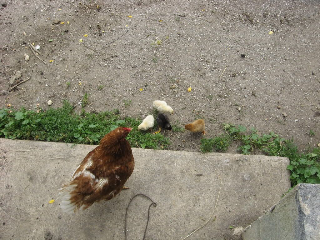 Picture306.jpg