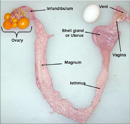 reproductive-tract-of-egg-hen.jpeg