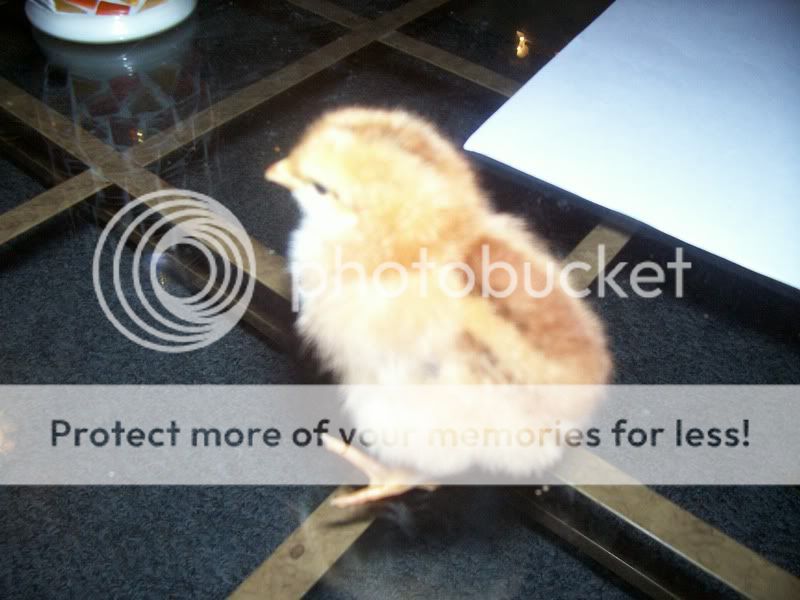 CHICKENS014.jpg