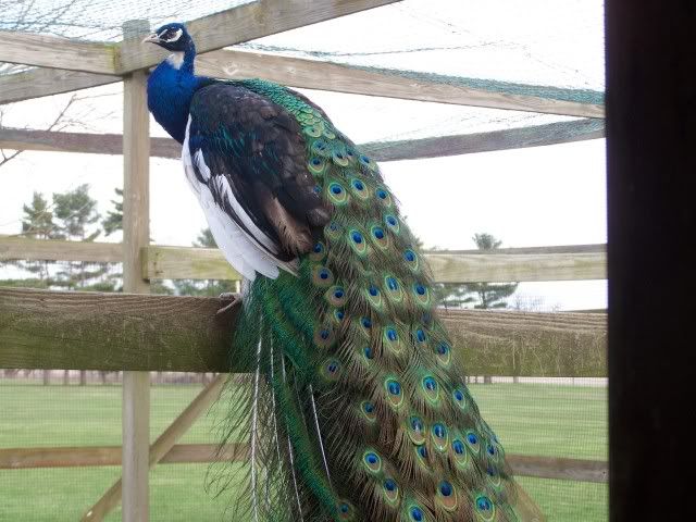 peafowl019.jpg