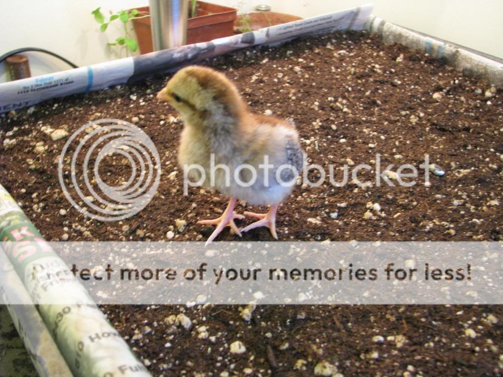 chicksday3015.jpg