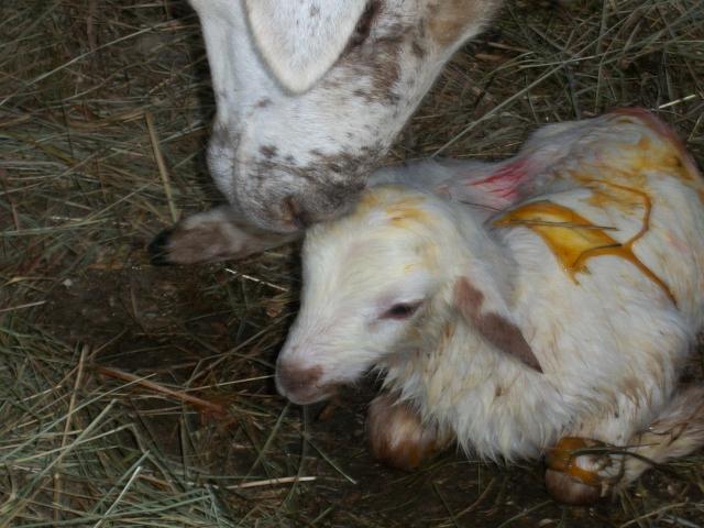 82_first_lamb_015.jpg