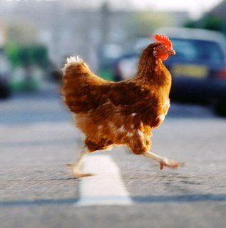 chickencrossingroad.jpg