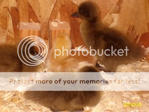 Duckies005-small.jpg