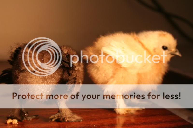 chickssss067.jpg