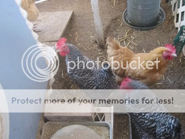 12310ThreeChickensemail.jpg