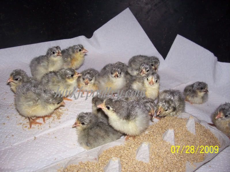 lavmottledorpchicks003.jpg