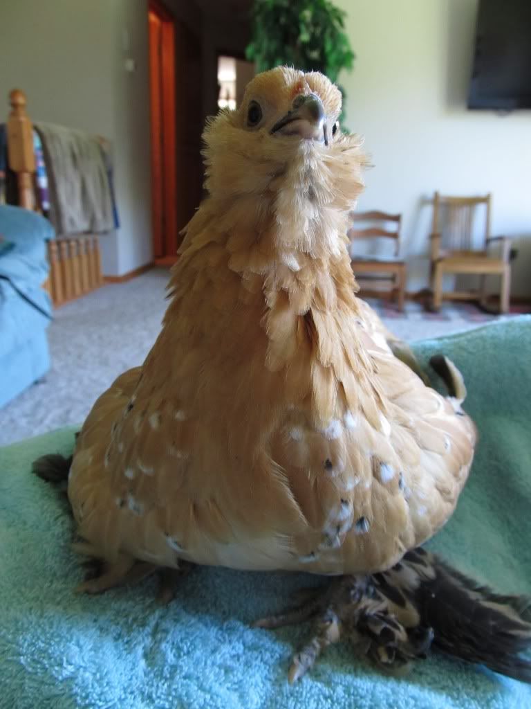muffin015.jpg