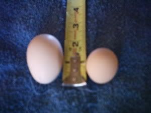 eggs3.jpg