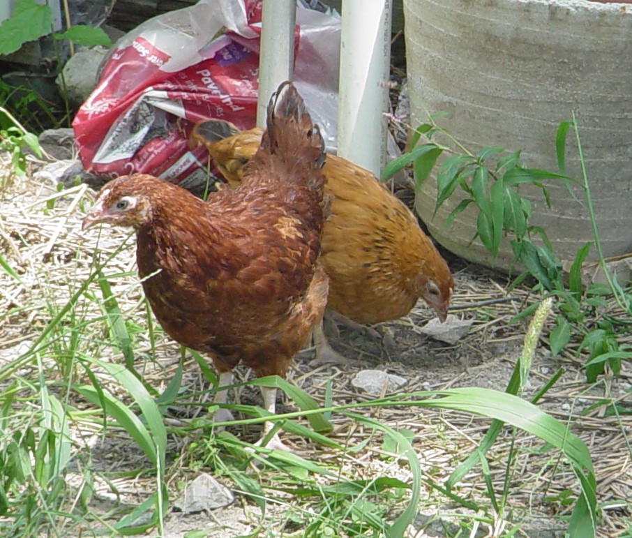 chickens.jpg