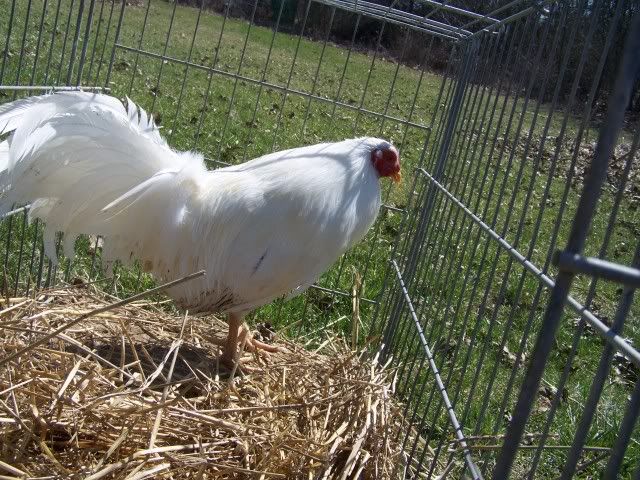 chicken008.jpg