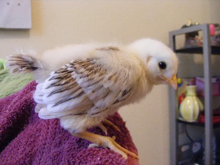 Chicks100509002.jpg