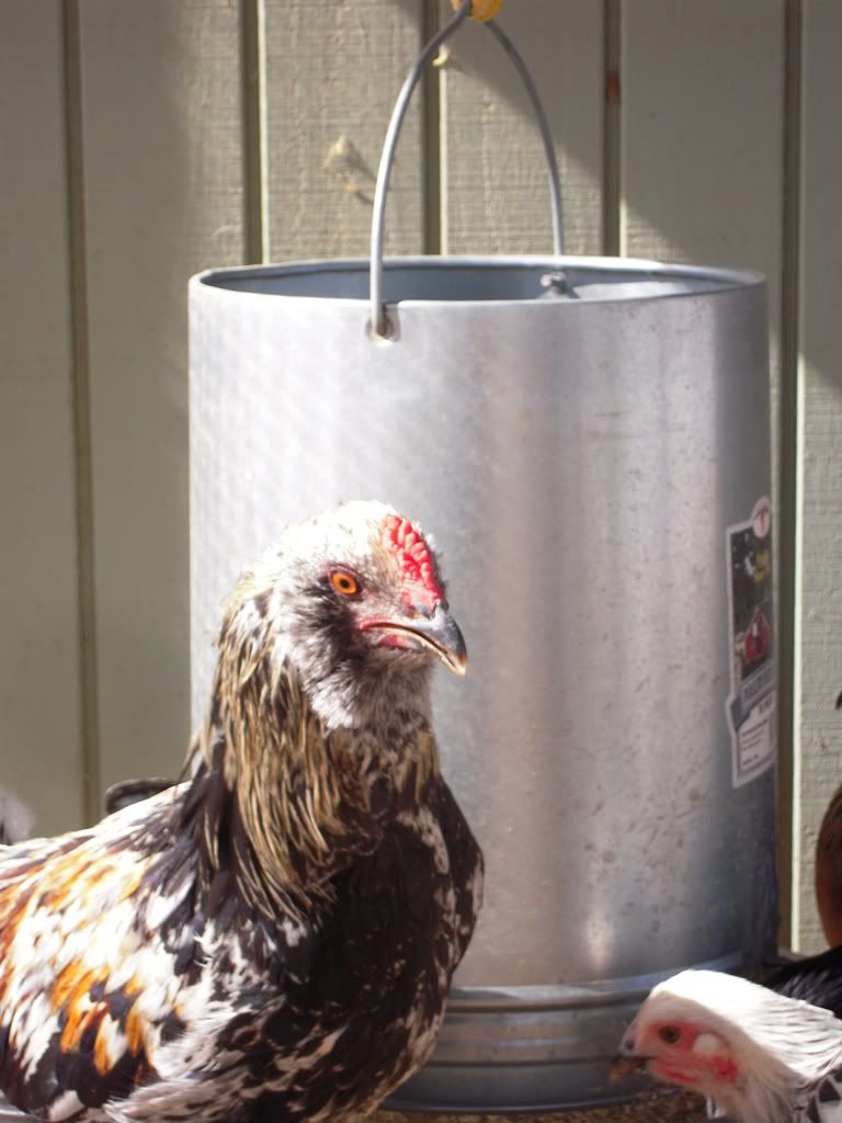 chickens123.jpg
