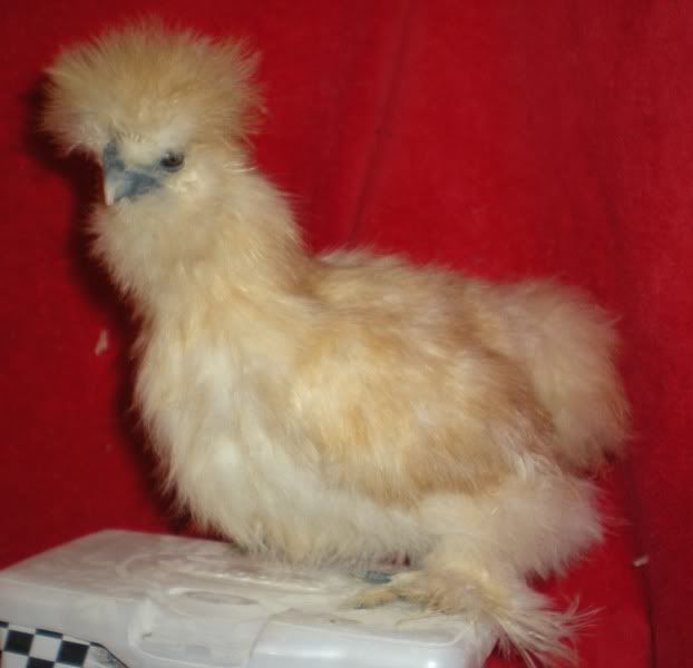 DSCN5137.jpg