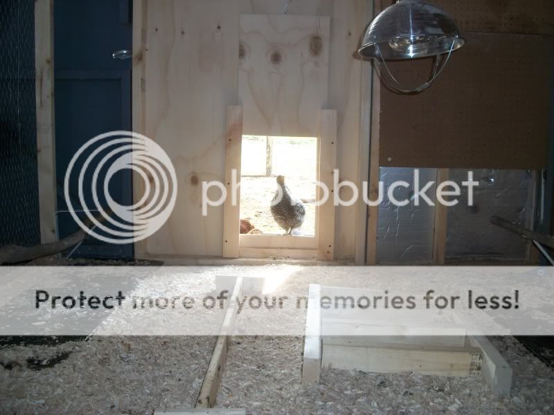 chickenshouse082.jpg