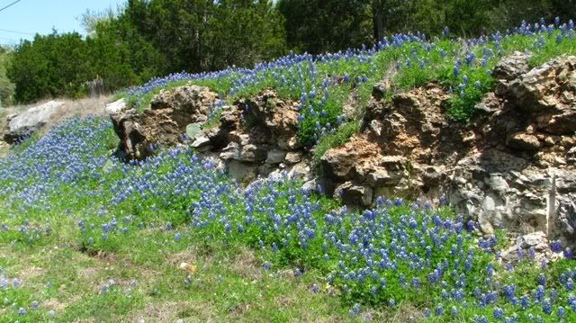 bluebonnets.jpg