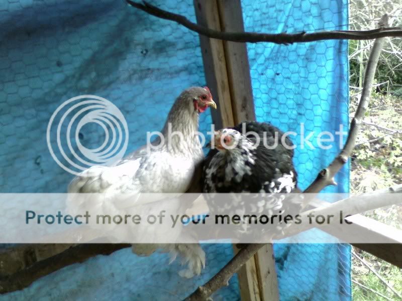 cochins.jpg