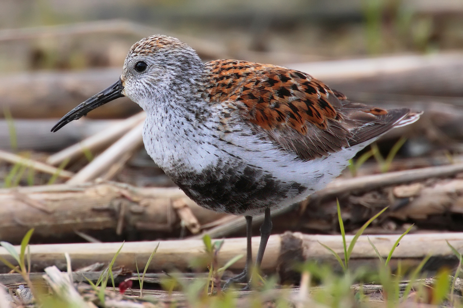 Calidris-alpina-001_edit.jpg