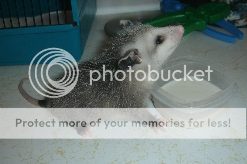 babypossum.jpg