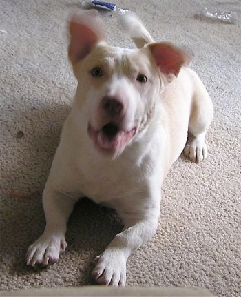MIXCardiganCorgiPitbullOUTLAW.JPG