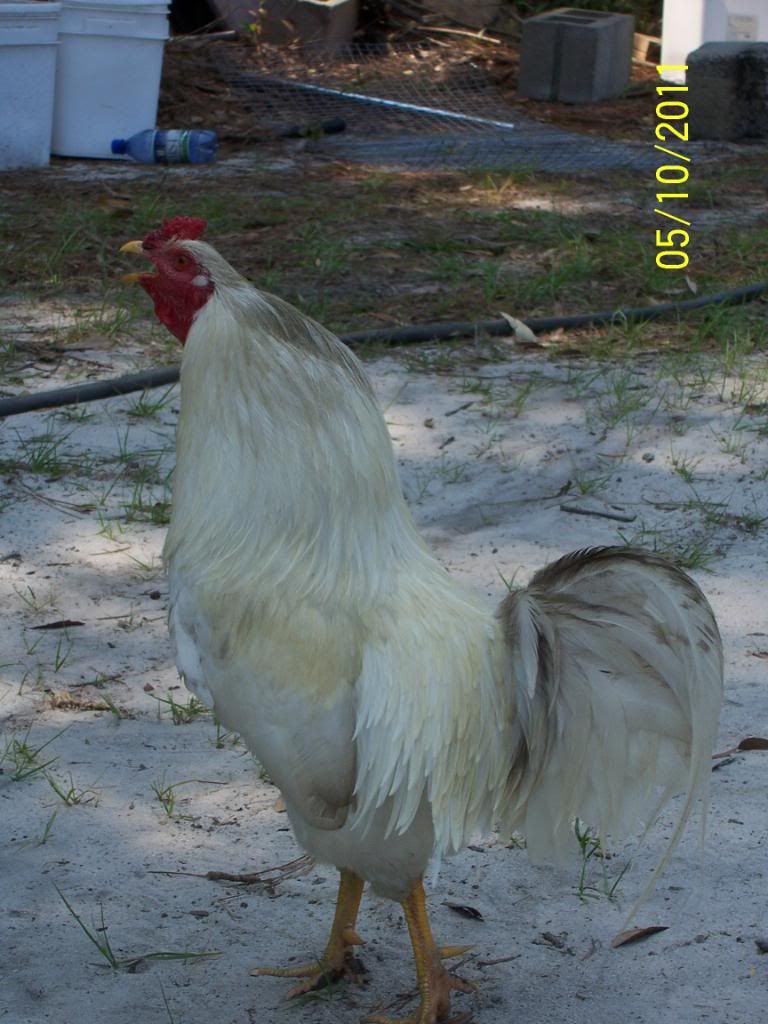 OurBirds085.jpg