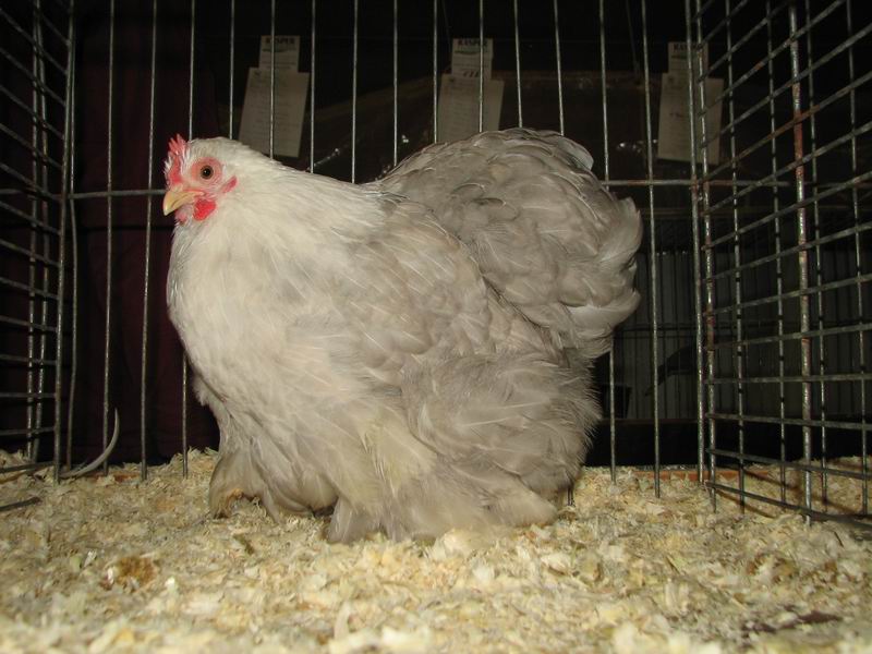 Cochinkriel_Bobtail_hen.jpg
