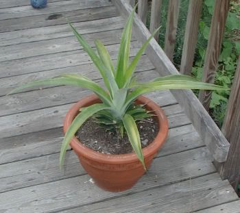 pineappletops.jpg