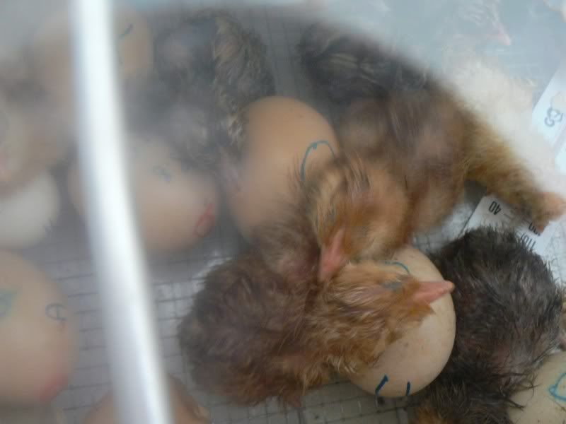 BabyChickens002.jpg