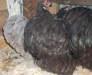 EasterBDChicks108.jpg