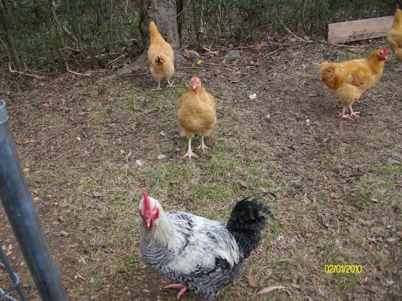 critters021.jpg