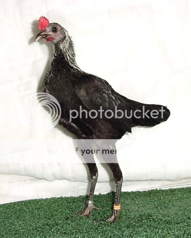 bmgpullet4.jpg