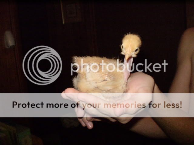 Goldiestretchedout.jpg