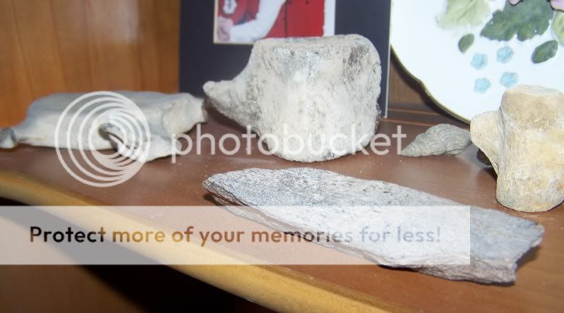 fossils8.jpg