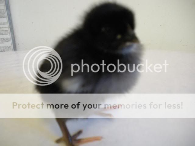 hatcherysurprisedayone293.jpg