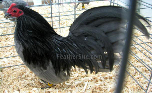 BantyBlueOEGCockerel.JPEG