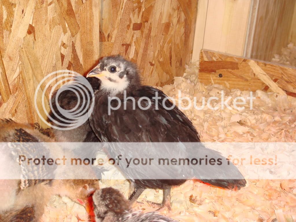smallerbabiesintheircoop33.jpg