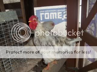 Chickens1-10020.jpg