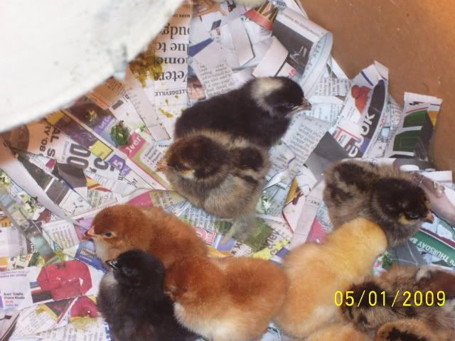 Picture013.jpg