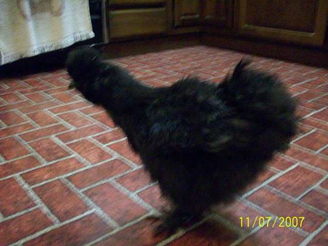 mysilkiefrisky029.jpg