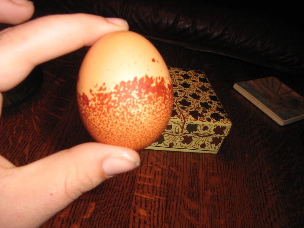 NewChickens043.jpg