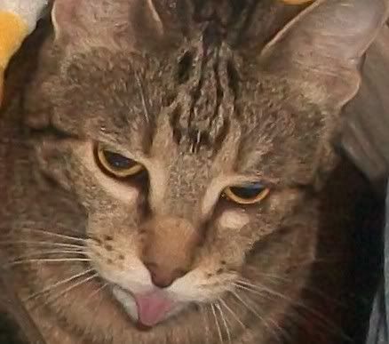 CatSaysPfft.jpg