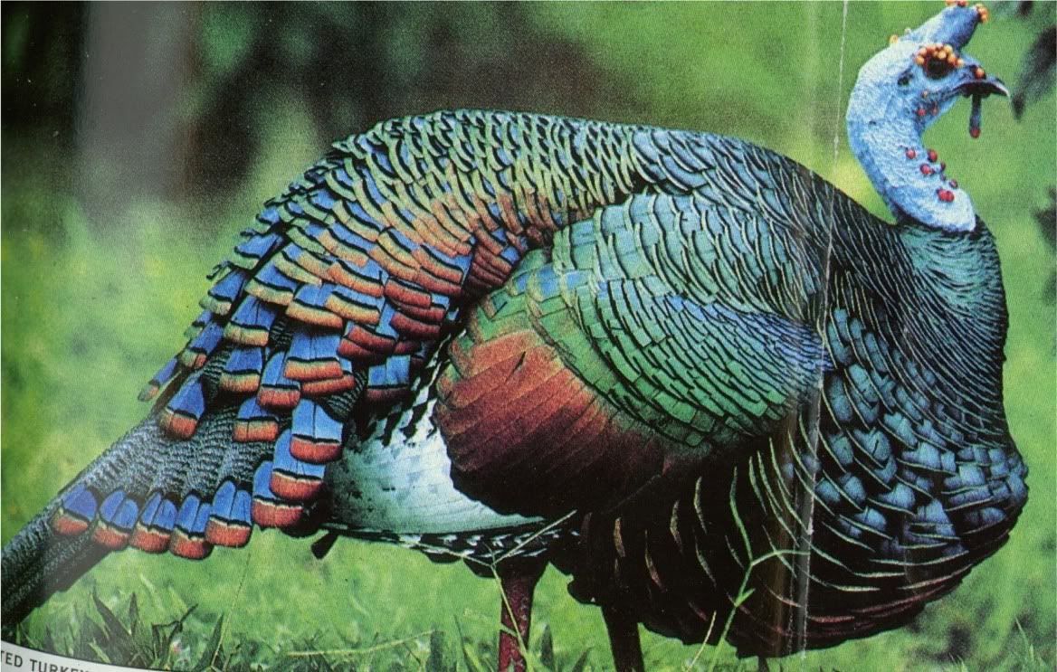 natGeoOcellatedTurkey.jpg
