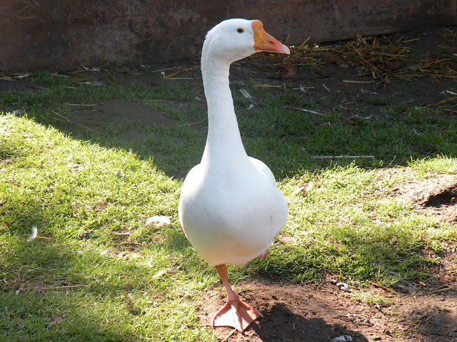 DSCN5052.JPG
