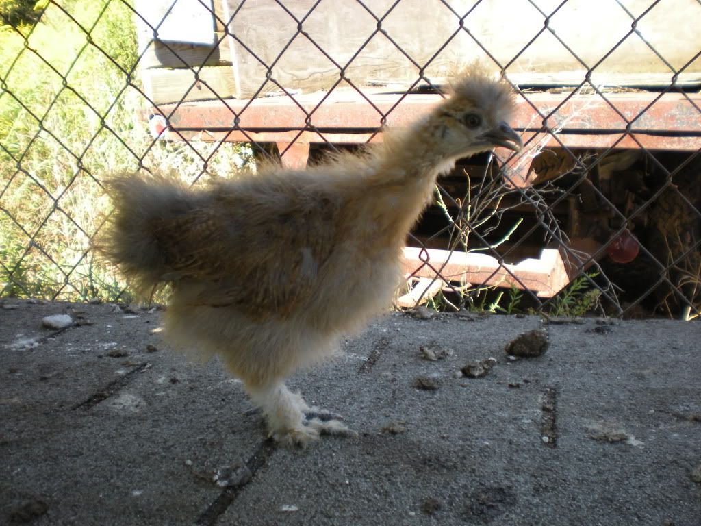 DSCN0464.jpg