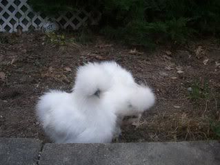 silkies014.jpg