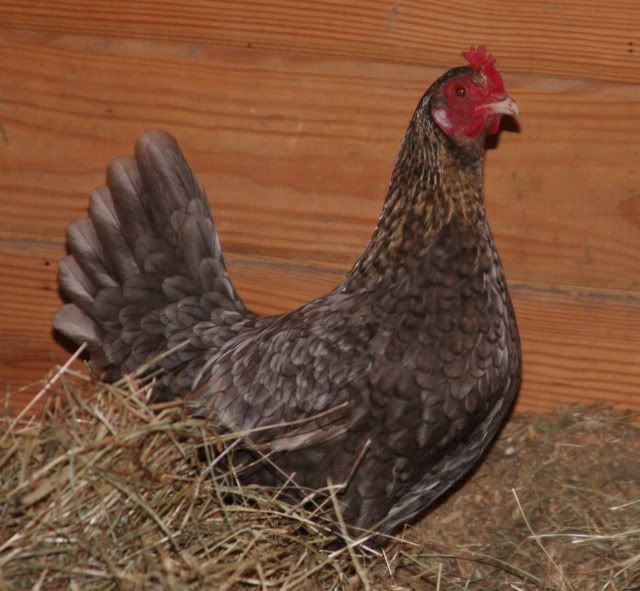 chicken-1.jpg