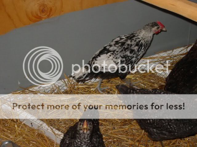 Chickens003s.jpg